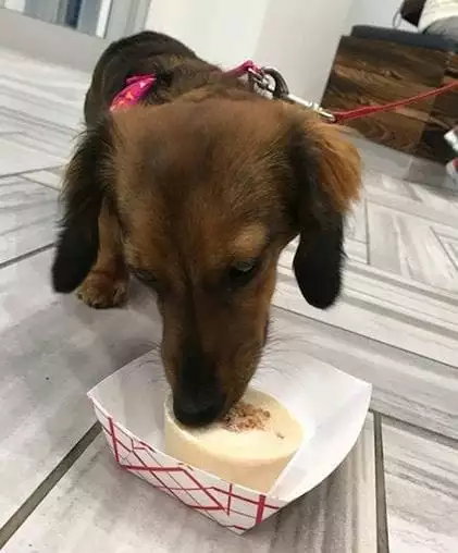 brown weiner dog eating a dog safe pet treat from the animal hospital