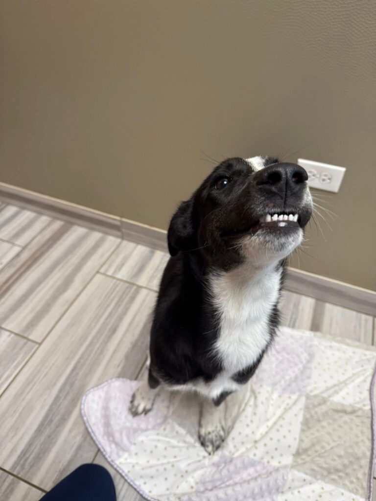 dog sitting and "smiling" with it's teeth to the camera