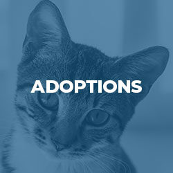 adoptions